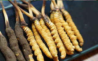 冬蟲夏草鮮草吃多久？科學(xué)食用周期與效果解析
