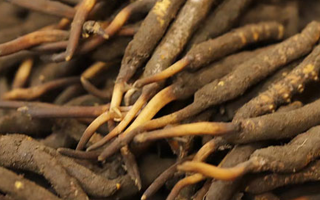 如何挑選新鮮冬蟲夏草？掌握這幾個(gè)關(guān)鍵技巧