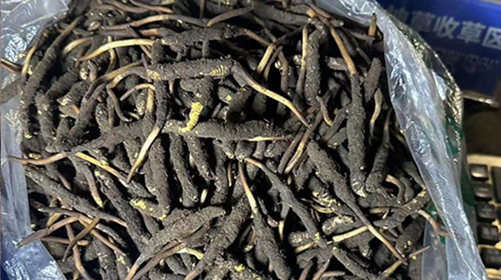 冬蟲夏草可以吃鮮的嗎？一文為你揭秘