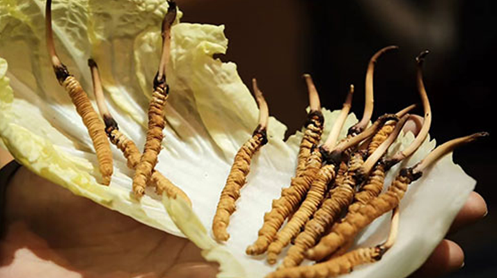 冬蟲夏草：鮮草與干草誰更勝一籌？