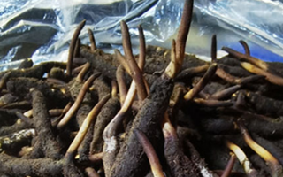 冬蟲(chóng)夏草鮮草能不能泡酒？科學(xué)解析與實(shí)用指南