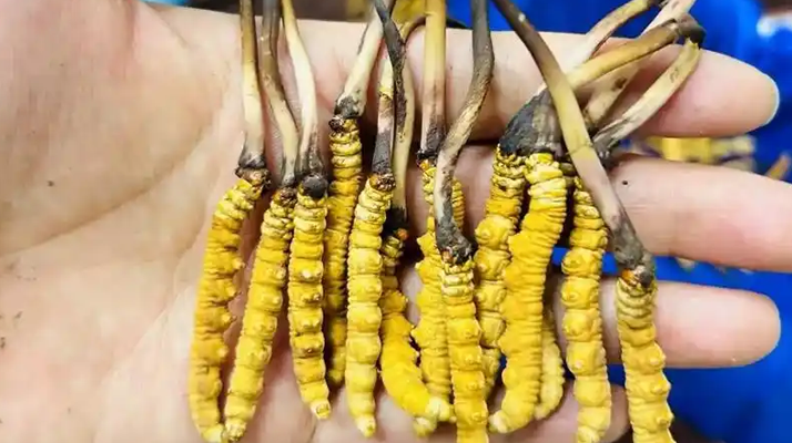 鮮冬蟲夏草出水怎么辦？實(shí)用處理指南