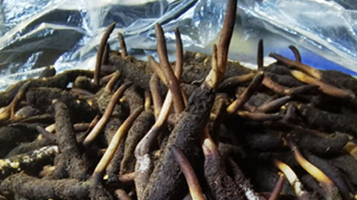 新鮮冬蟲夏草能放多久吃？一文掌握儲存與食用期限