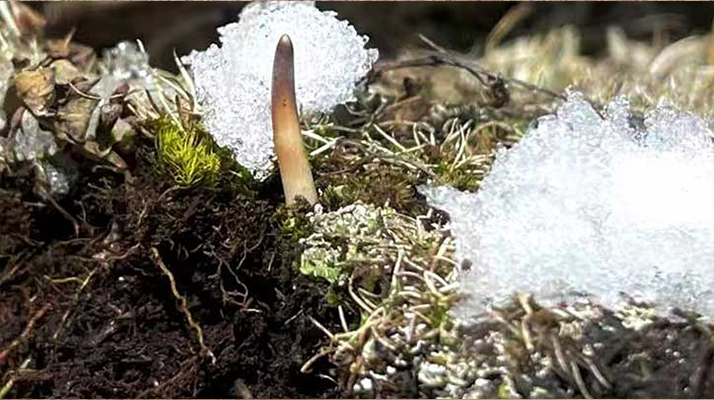 鮮冬蟲夏草燉湯多久能吃？科學(xué)燉煮時(shí)間全解析