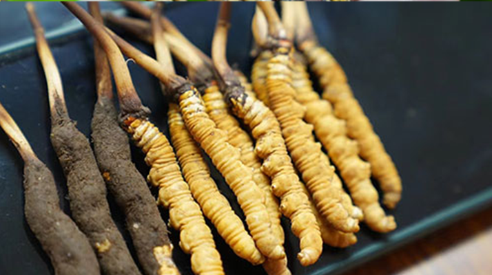 鮮冬蟲(chóng)夏草什么季節(jié)最好？滋補(bǔ)時(shí)機(jī)大揭秘