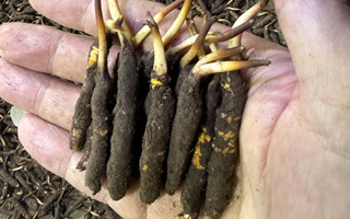 3000 條蟲草一克是幾只？深入解析蟲草規(guī)格與重量關(guān)系? ? ? ?
