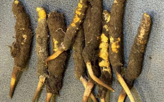 野生冬蟲夏草一斤多少錢？多維度價格解析