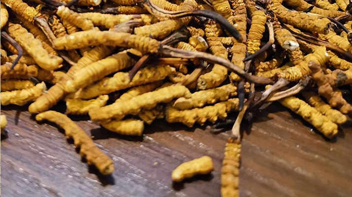 斷的冬蟲夏草有效果嗎？一文揭開(kāi)真相