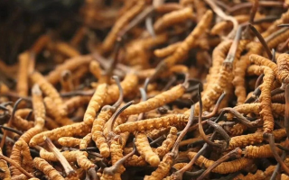 冬蟲夏草有什么好處？解密天然滋補(bǔ)品的多重健康價(jià)值