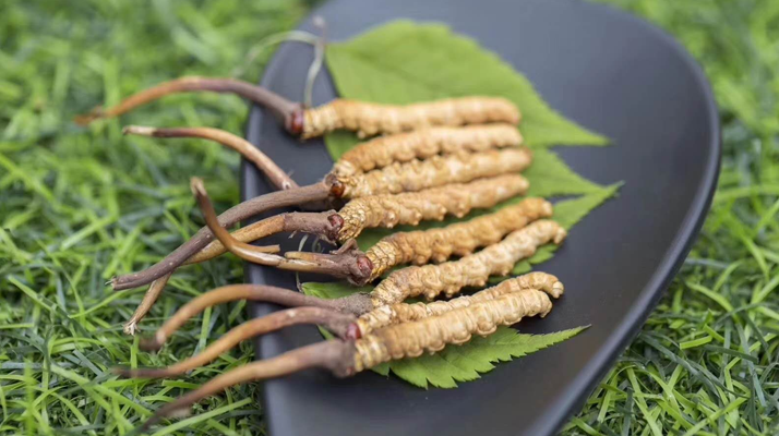 新鮮松茸冬蟲夏草怎么吃？滋補(bǔ)雙珍的美味搭配指南