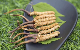 新鮮松茸冬蟲夏草怎么吃？滋補(bǔ)雙珍的美味搭配指南