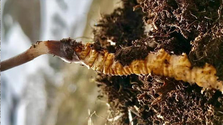 新鮮<a href=http://www.the-space-invaders-movie.com/s/yscc/ target=_blank class=infotextkey>玉樹冬蟲夏草</a>的科學(xué)保存方法