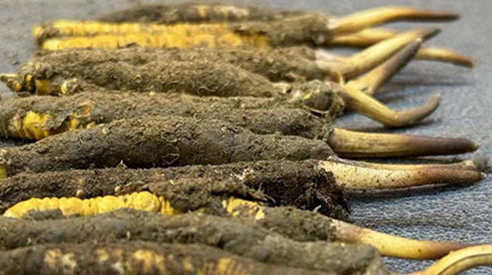 新鮮冬蟲夏草可以泡水喝嗎？正確方法與功效解析