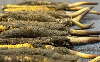 新鮮冬蟲夏草可以泡水喝嗎？正確方法與功效解析