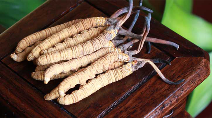 冬蟲(chóng)夏草與孩子：科學(xué)看待兒童滋補(bǔ)的正確方式