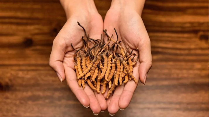 去哪里買真冬蟲夏草？揭秘正品蟲草的可靠購(gòu)買渠道