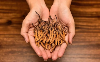 去哪里買真冬蟲夏草？揭秘正品蟲草的可靠購(gòu)買渠道