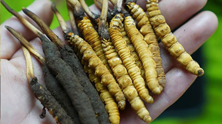 日喀則地區(qū)冬蟲夏草采集管理進(jìn)展情況