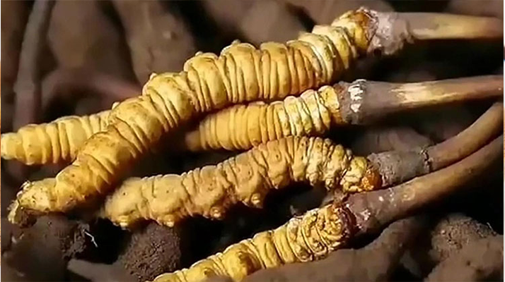 <a href=http://www.the-space-invaders-movie.com/ target=_blank class=infotextkey><a href=http://www.the-space-invaders-movie.com/s/nqcc/ target=_blank class=infotextkey>那曲蟲草</a></a>展銷會(huì)暨巴青采集體驗(yàn)活動(dòng)啟幕