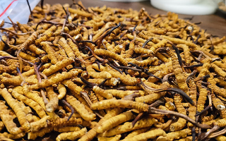 冬蟲夏草行情今日走勢