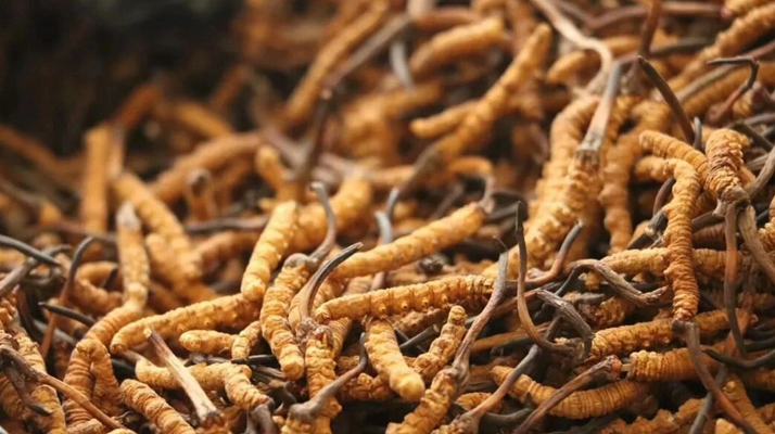 冬蟲夏草服用的五個(gè)常見誤區(qū)，很多人都中招了！