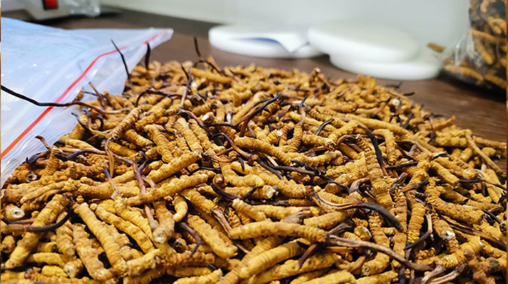 冬蟲夏草：泡水喝還是煮一下？兩種食用方式的全面對比