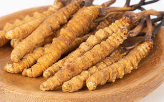 冬蟲夏草，真有那么大效果？