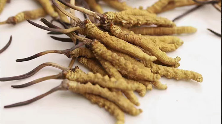 長時間吃冬蟲夏草會導(dǎo)致掉頭發(fā)嗎？