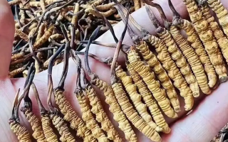 冬蟲夏草能根治什么病癥？科學(xué)看待其調(diào)理邊界