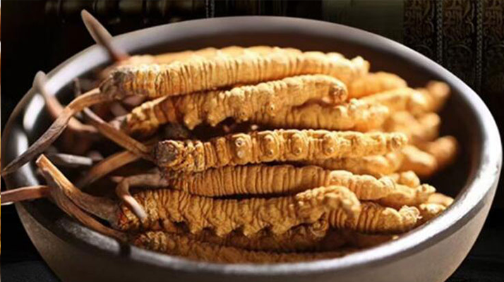 最新鮮的冬蟲夏草：產(chǎn)地、采挖與保存之辨