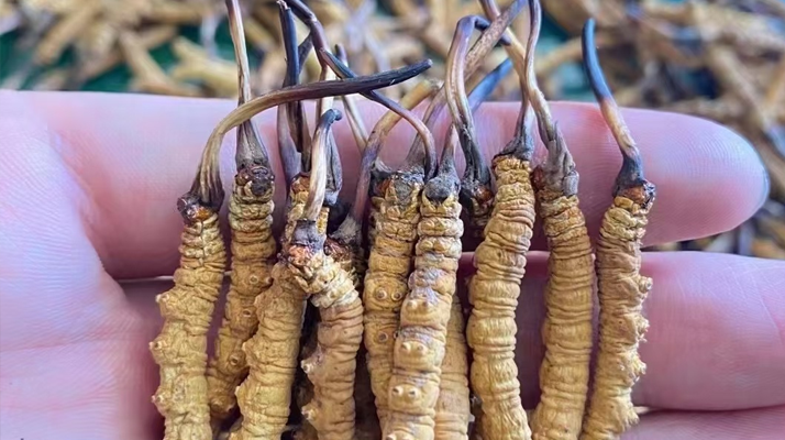 那曲冬蟲夏草泡水量多少合適？品質適配的科學泡制指南