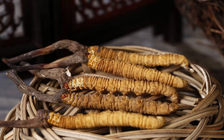 冬蟲夏草煲湯怎么煲好喝？營養(yǎng)與口感雙優(yōu)的實(shí)用指南