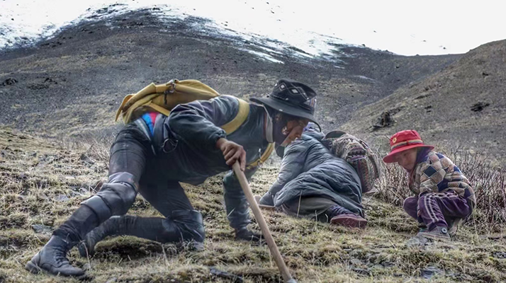 野生冬蟲夏草產(chǎn)地在哪里？核心產(chǎn)區(qū)與品質(zhì)特點(diǎn)解析