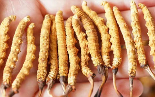 冬蟲(chóng)夏草一根多少錢？?jī)r(jià)格背后的奧秘