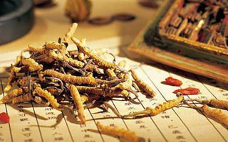 冬蟲夏草適合老人吃嗎？科學(xué)分析與食用建議