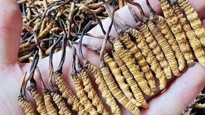 冬蟲夏草對(duì)女生的益處：從內(nèi)到外的滋養(yǎng)之道