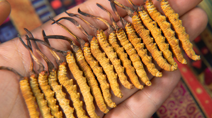 早期冬蟲(chóng)夏草怎么吃最好？解鎖營(yíng)養(yǎng)最大化的食用方式