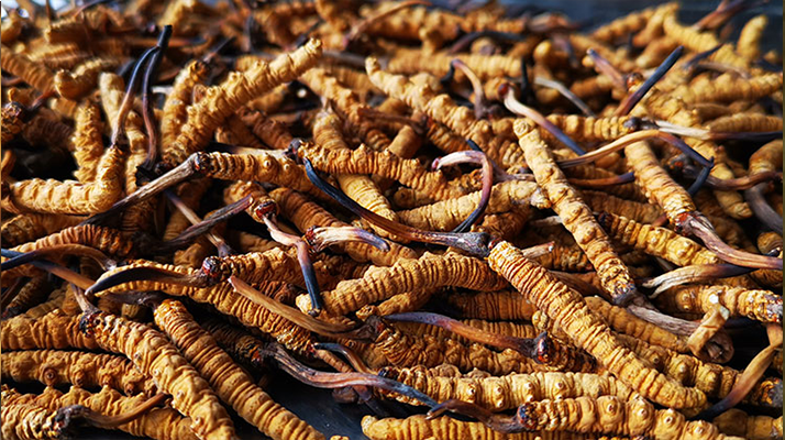 一根冬蟲(chóng)夏草大概多少錢？?jī)r(jià)格背后的秘密