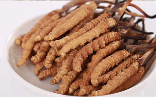 冬蟲夏草一公斤多少錢？多因素交織下的價(jià)格密碼