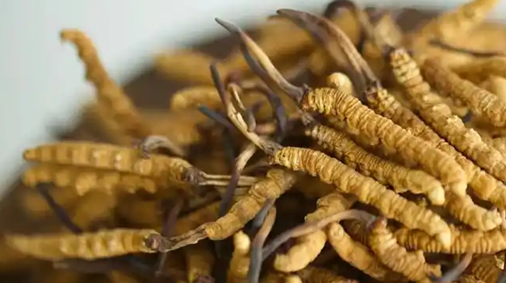 解密 “大個(gè)頭” 冬蟲夏草：何為優(yōu)質(zhì)大蟲草，價(jià)值何在？