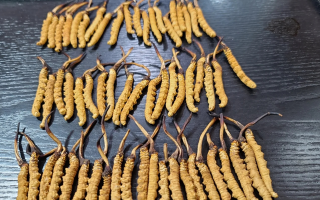 野生冬蟲夏草泡酒比例詳解：掌握黃金配比，泡出滋補好酒