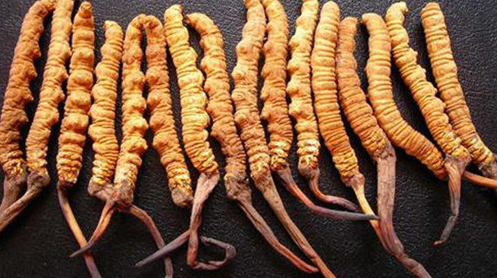  冬蟲夏草變質(zhì)啥味道？3類異味要警惕，學會辨