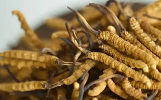 冬蟲(chóng)夏草采摘季指南：找準(zhǔn)黃金時(shí)段，鎖住蟲(chóng)草精華