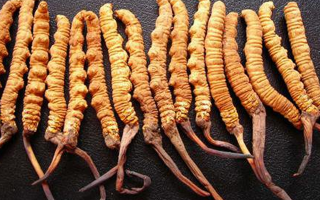  冬蟲夏草變質(zhì)啥味道？3類異味要警惕，學會辨