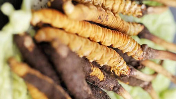 鮮冬蟲夏草泡酒能喝嗎？ 