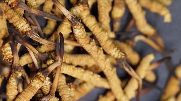 一茶杯水泡幾根冬蟲夏草？這份沖泡指南請收好