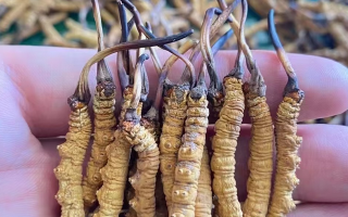 冬蟲夏草可以自行采摘嗎？政策、風(fēng)險(xiǎn)與建議全解析