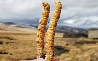 一根冬蟲夏草多少錢？2025 年價格拆解與選購指南