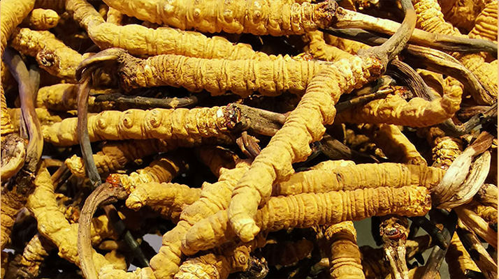 鮮<a href=http://www.the-space-invaders-movie.com/jiage/ target=_blank class=infotextkey>冬蟲夏草多少錢</a>一斤 