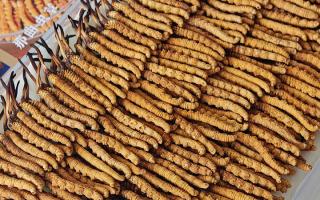 斷的冬蟲夏草：效果是否打折？科學(xué)解讀與實(shí)用建議